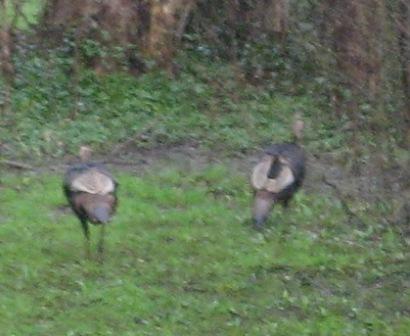 turkeys in the yard